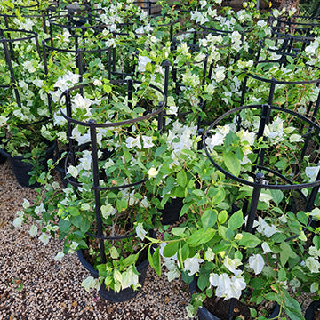 Bouganvillea Glabra White